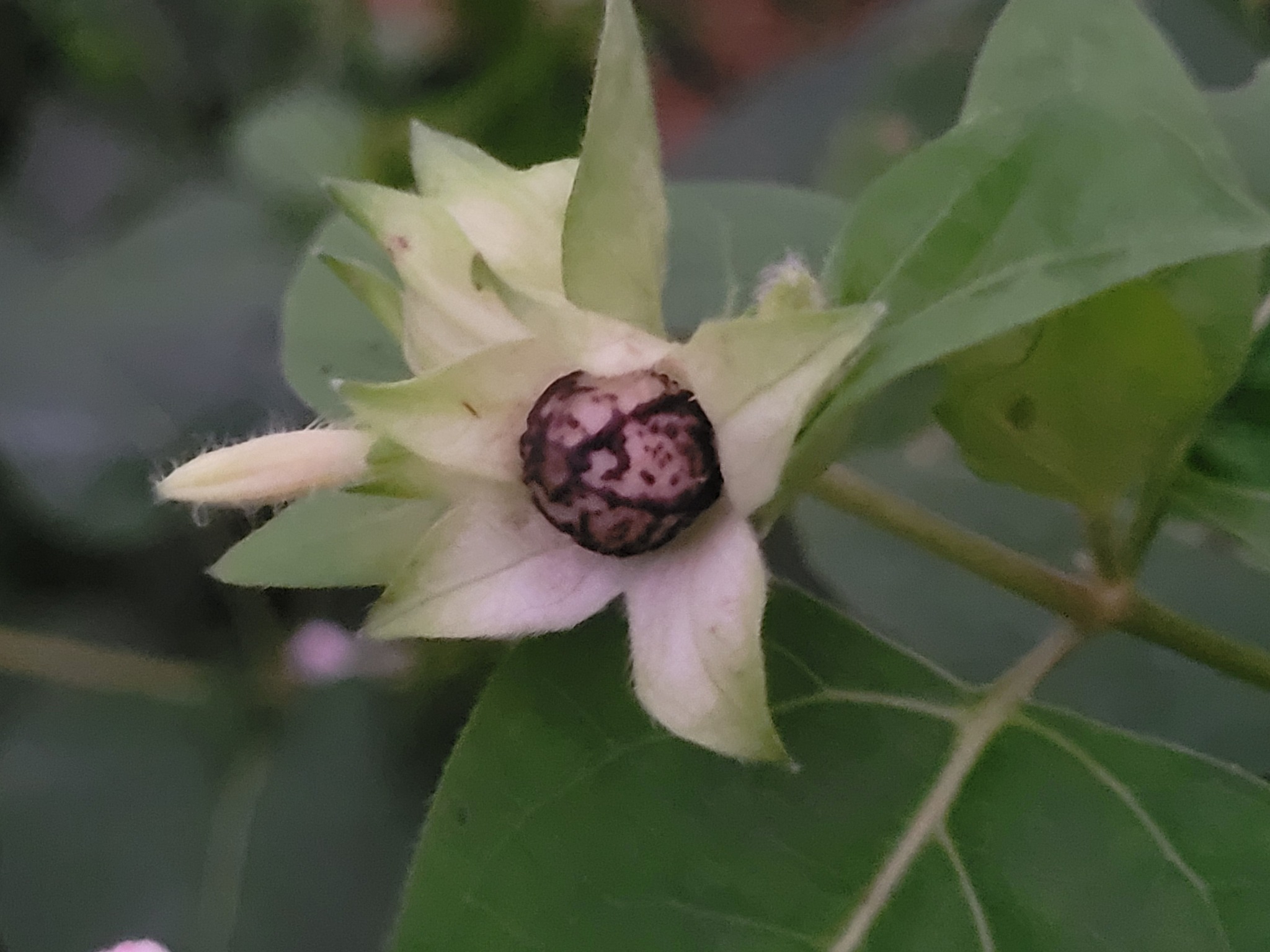 Imagem de Jalapa-de-jardim