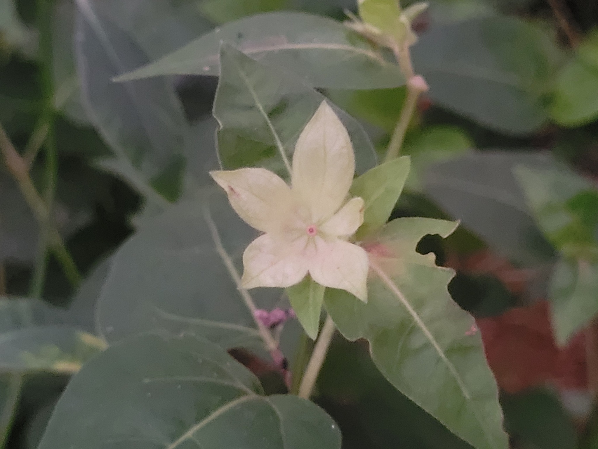 Imagem de Jalapa-de-jardim