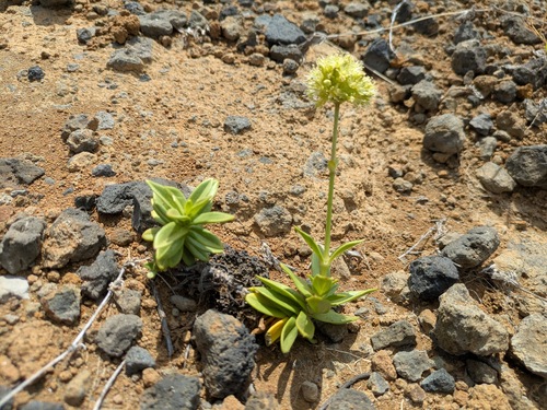 Schiedea globosa, photograph 5