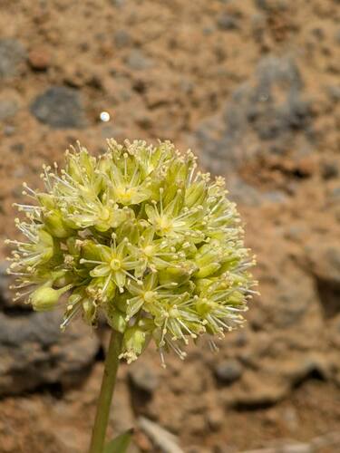 Schiedea globosa, photograph 6