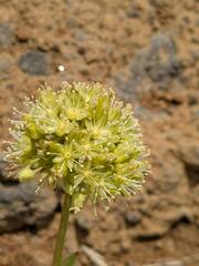 Schiedea globosa, photograph (c) Kevin Faccenda, some rights reserved (CC BY)