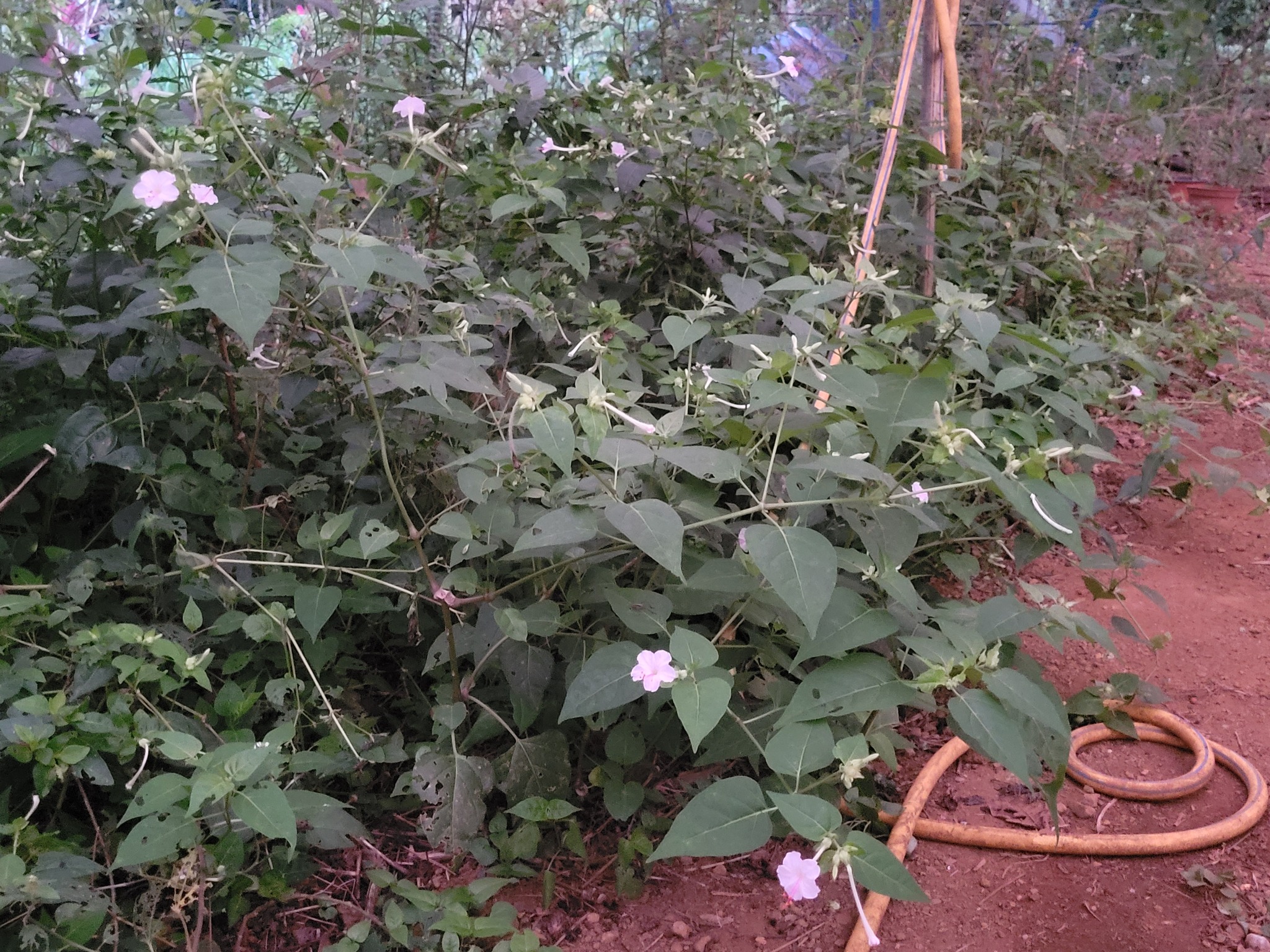 Imagem de Jalapa-de-jardim