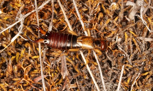 Western Earwig