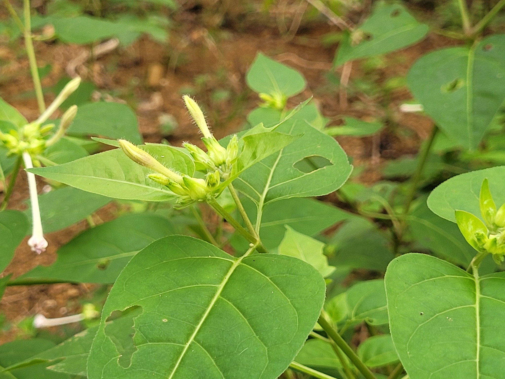 Imagem de Jalapa-de-jardim