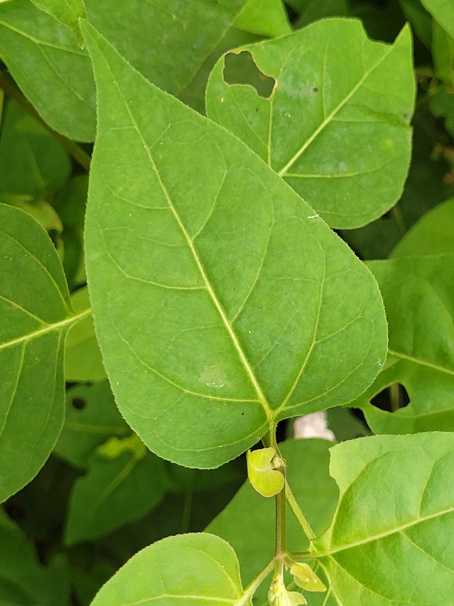 Imagem de Jalapa-de-jardim