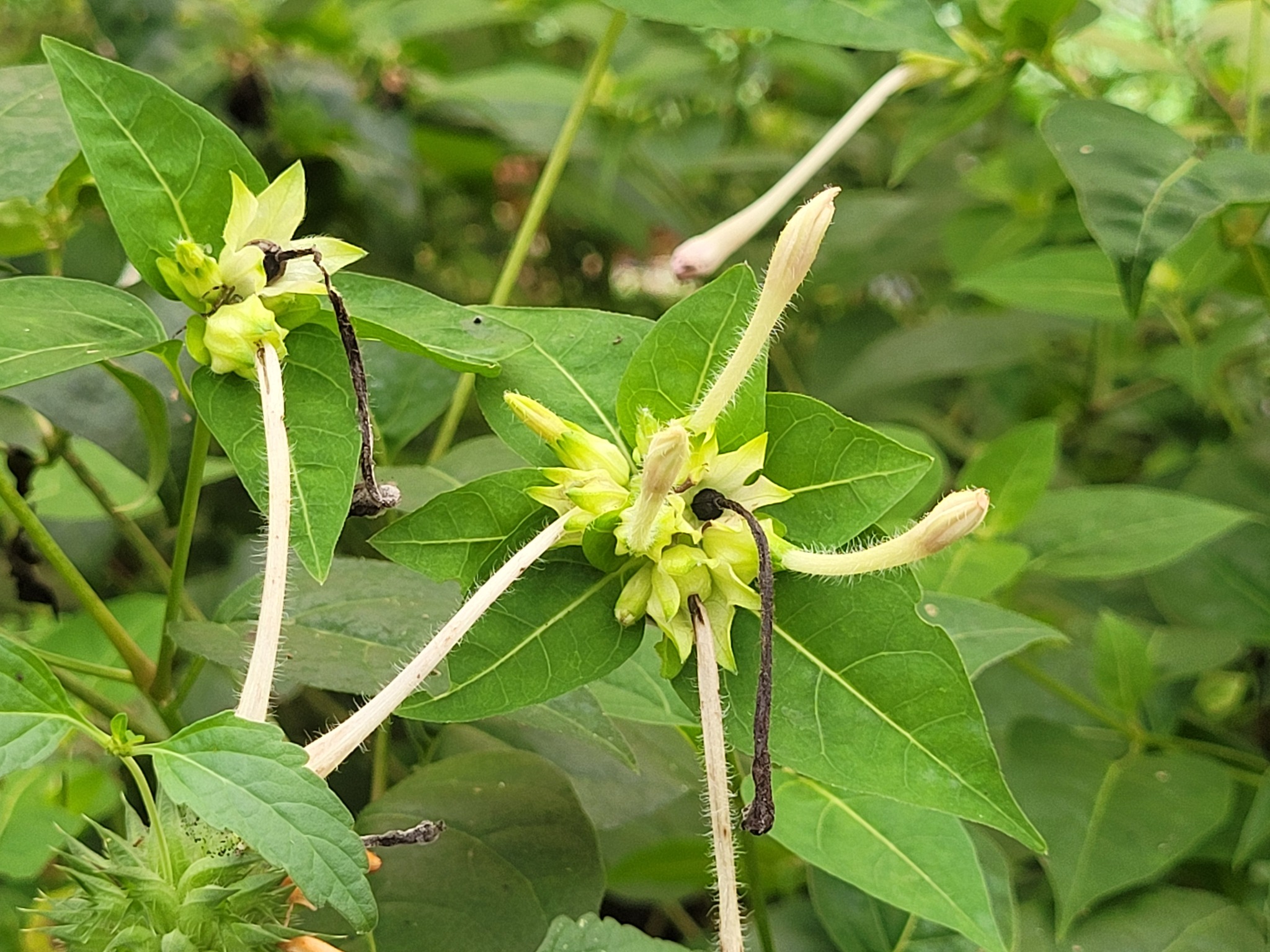 Imagem de Jalapa-de-jardim
