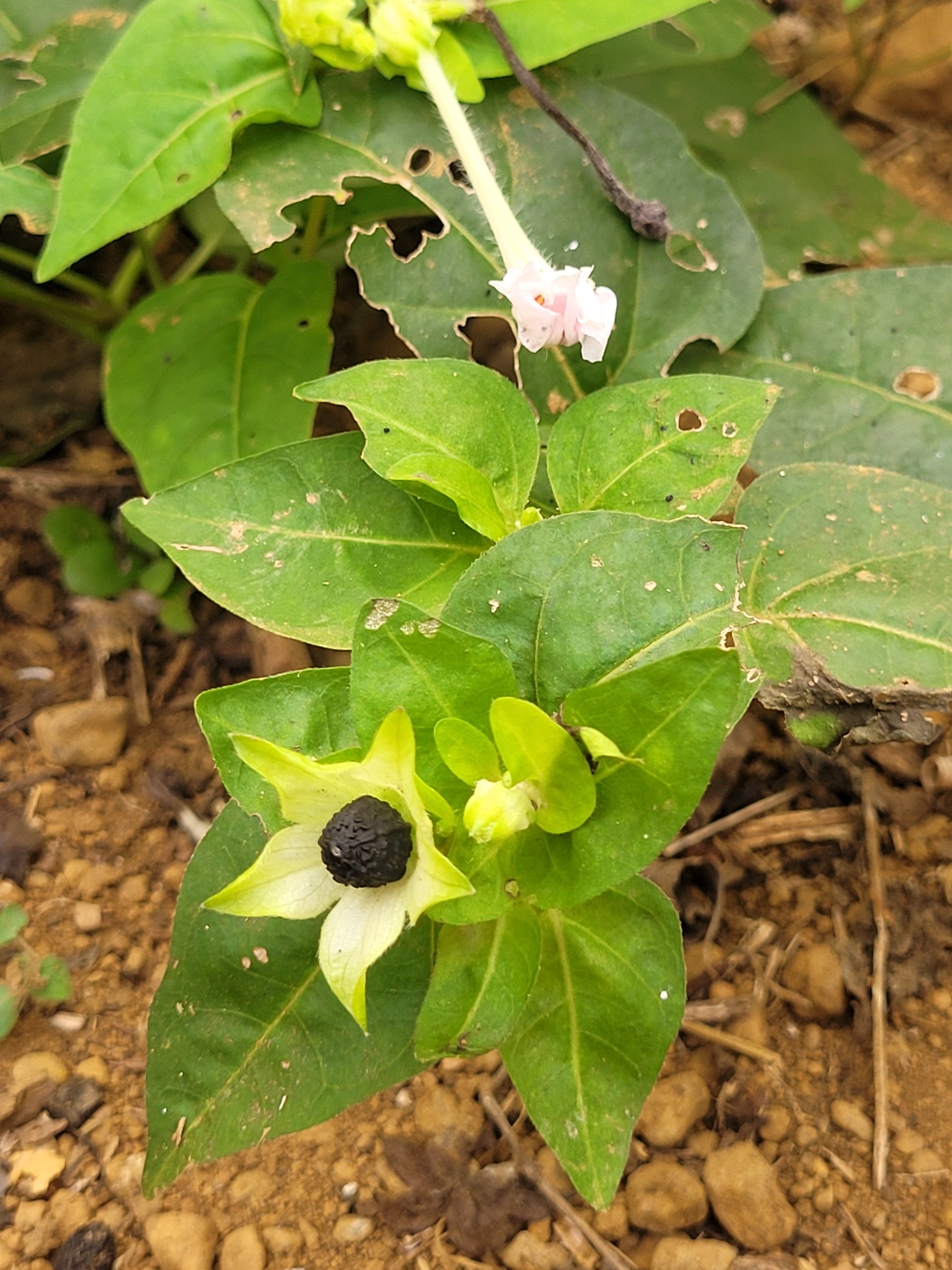Imagem de Jalapa-de-jardim