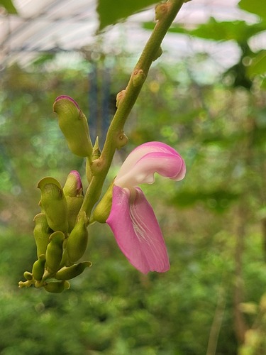 Foto de Feijão-de-porco