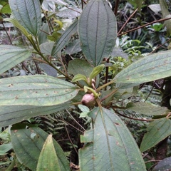 Melastomataceae