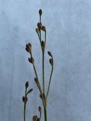Juncus brachycephalus