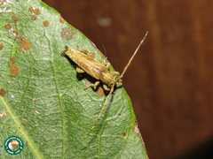 Bisaltes bimaculatus