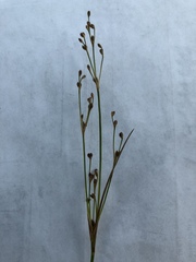 Juncus brachycephalus