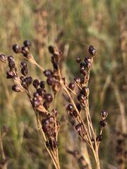 Juncus compressus