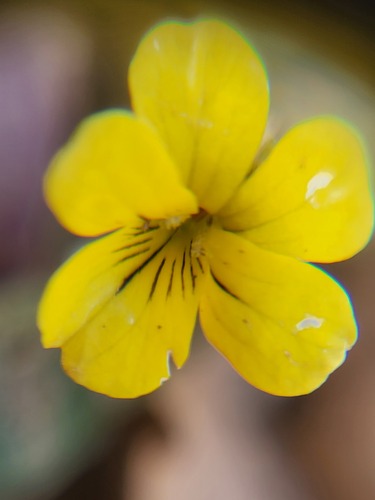 Foto de Violeta-amarela