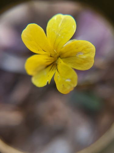 Foto de Violeta-amarela