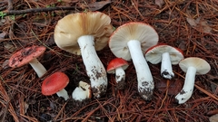 Russula mexicana