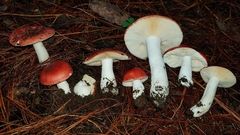 Russula mexicana