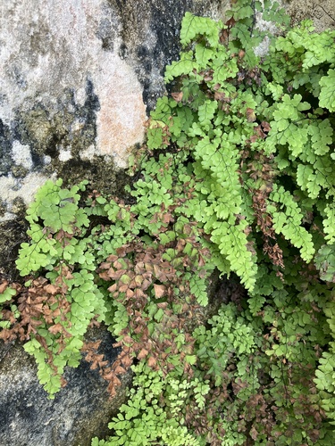 Bermuda maidenhair fern (Adiantum bellum)