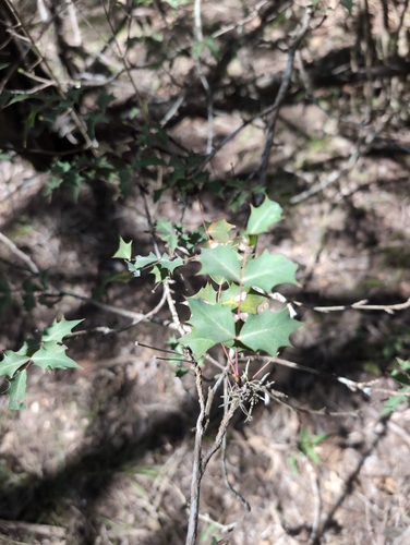 Image of Berberis swaseyi by (c) Noland Martin, some rights reserved (CC BY)