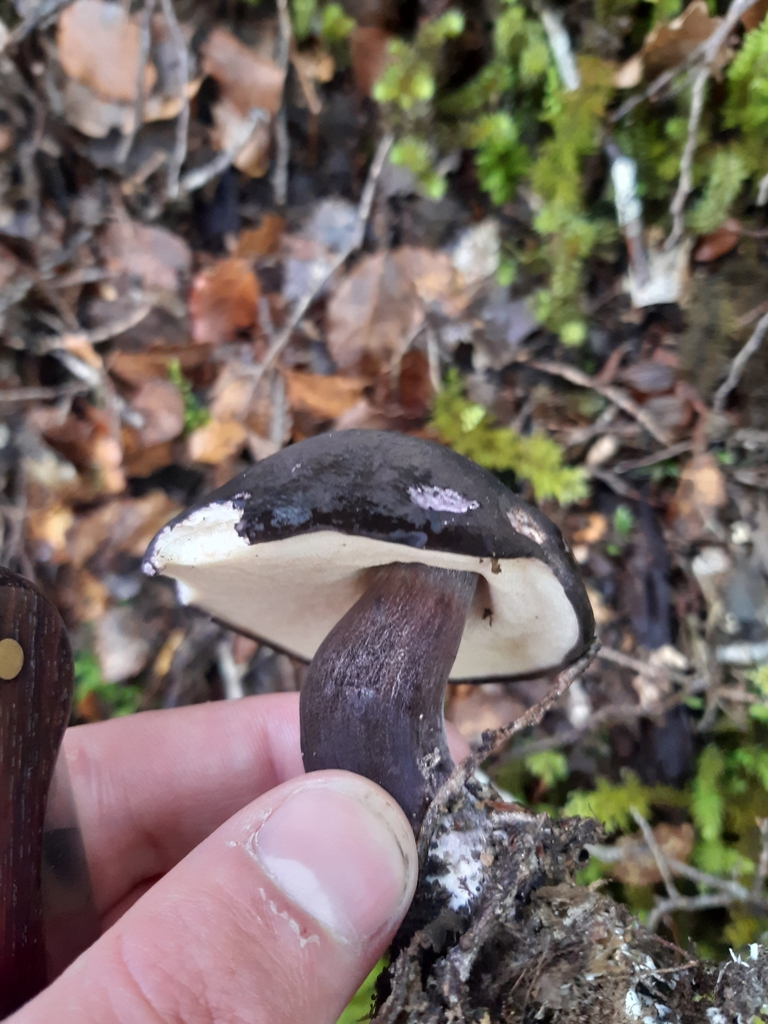 Tylopilus formosus · March 2025 · photo: © georgecox (iNaturalist, cc0)