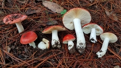 Russula mexicana