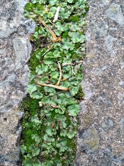 Marchantia polymorpha