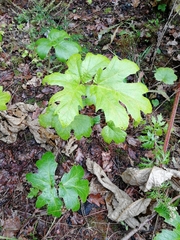Heracleum mantegazzianum