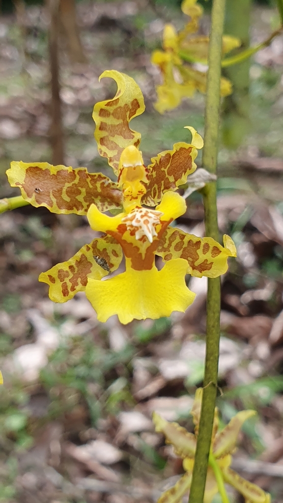 Oncidium