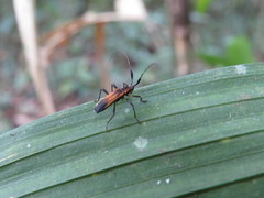 Allocarterica buquetii
