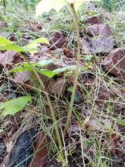 Heracleum mantegazzianum