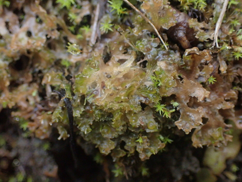 Image of Blasia pusilla by no rights reserved