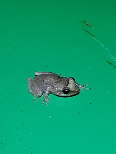 Eleutherodactylus coqui observed 2019-08-07