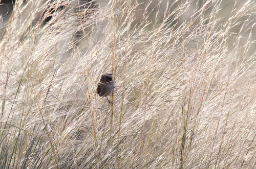 Lonchura punctulata observed 2025-03-09