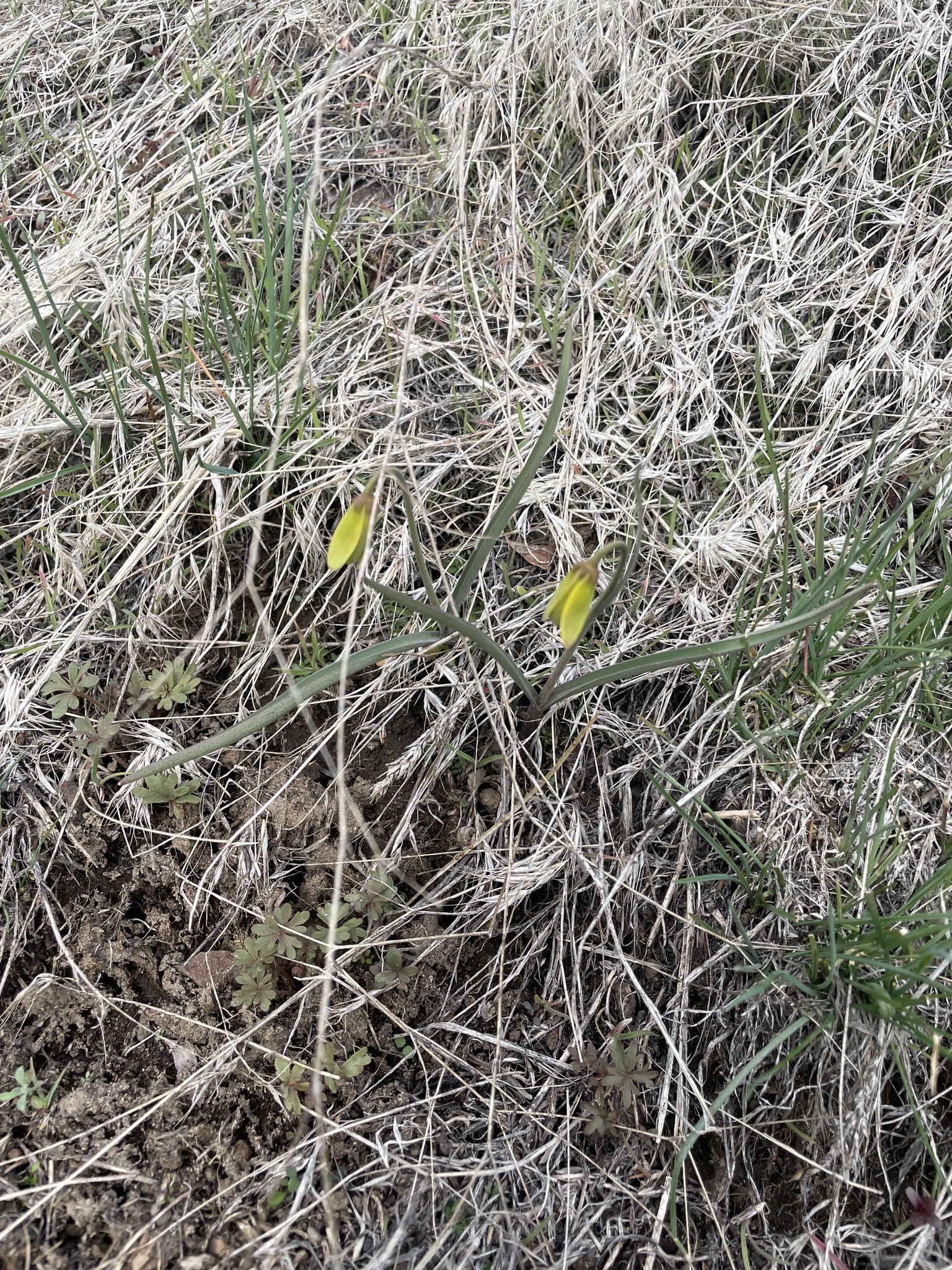 Imagem de Fritillaria pudica não possui um nome popular amplamente reconhecido no Brasil