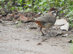 Pterorhinus sannio