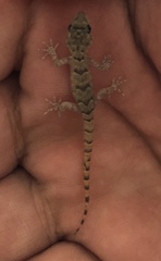 Mediodactylus danilewskii