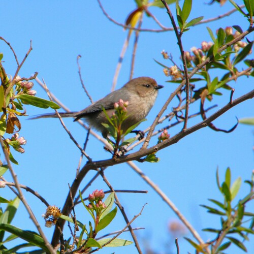 iNaturalist observation photo of Bushtit