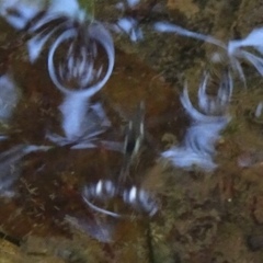 Limnometra