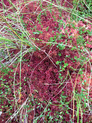 Sphagnum