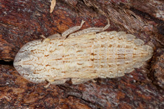 Ledromorpha planirostris