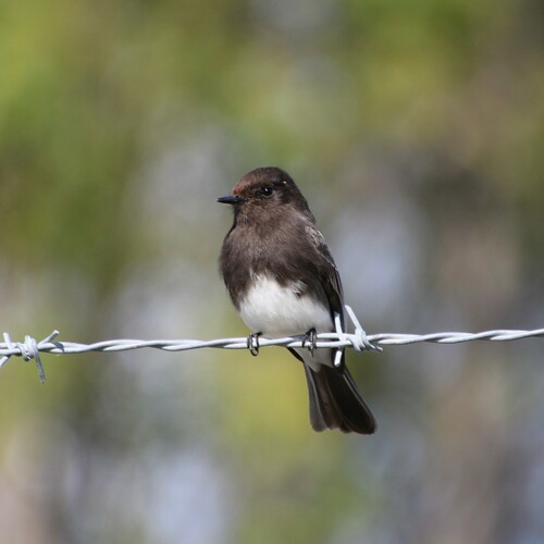 iNaturalist observation photo of Black Phoebe