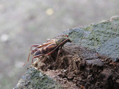 Chlorophorus annularis