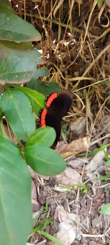Southern Red Rim
