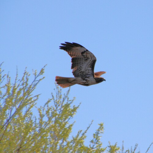 iNaturalist observation photo of Red-tailed Hawk