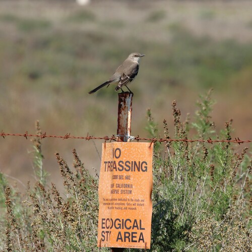 iNaturalist observation photo of Northern Mockingbird