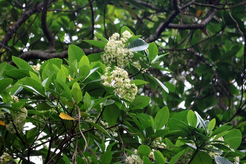 Alstonia costata observed 2025-03-01