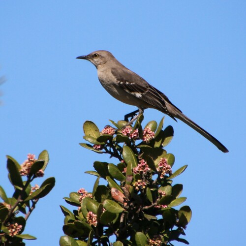 iNaturalist observation photo of Northern Mockingbird