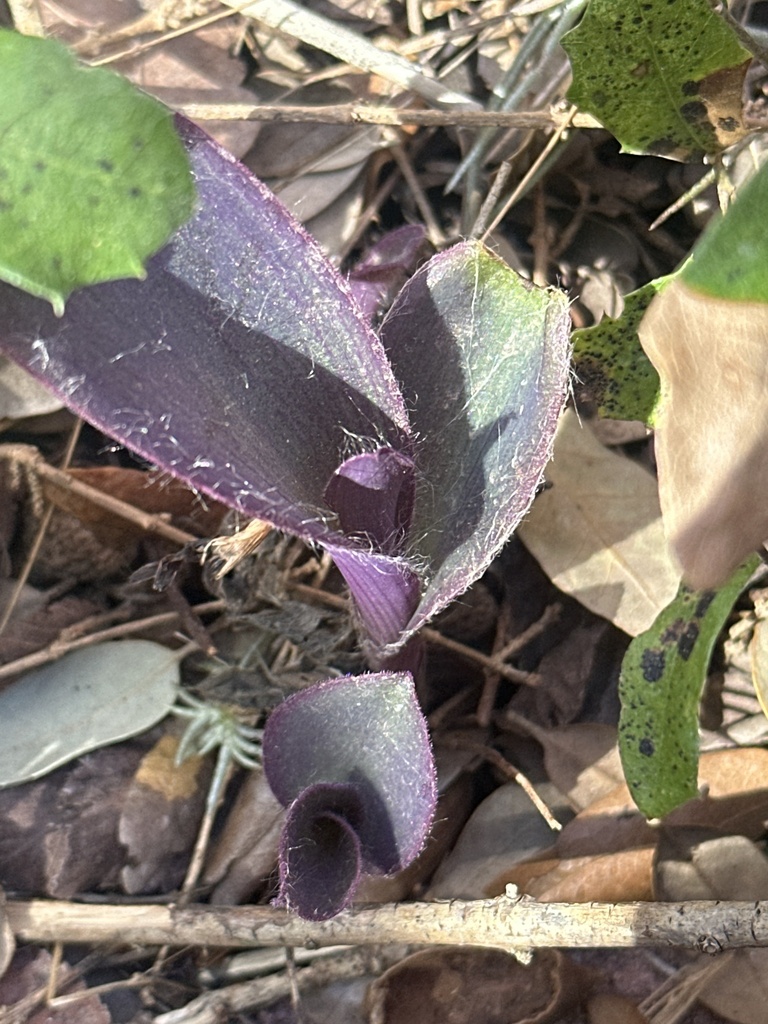 Spiderwo Purple heart from Knollwood, San Antonio, TX, US on March 9, 2025 at 03 ...