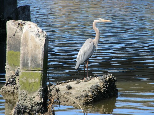 iNaturalist observation photo of Great Blue Heron