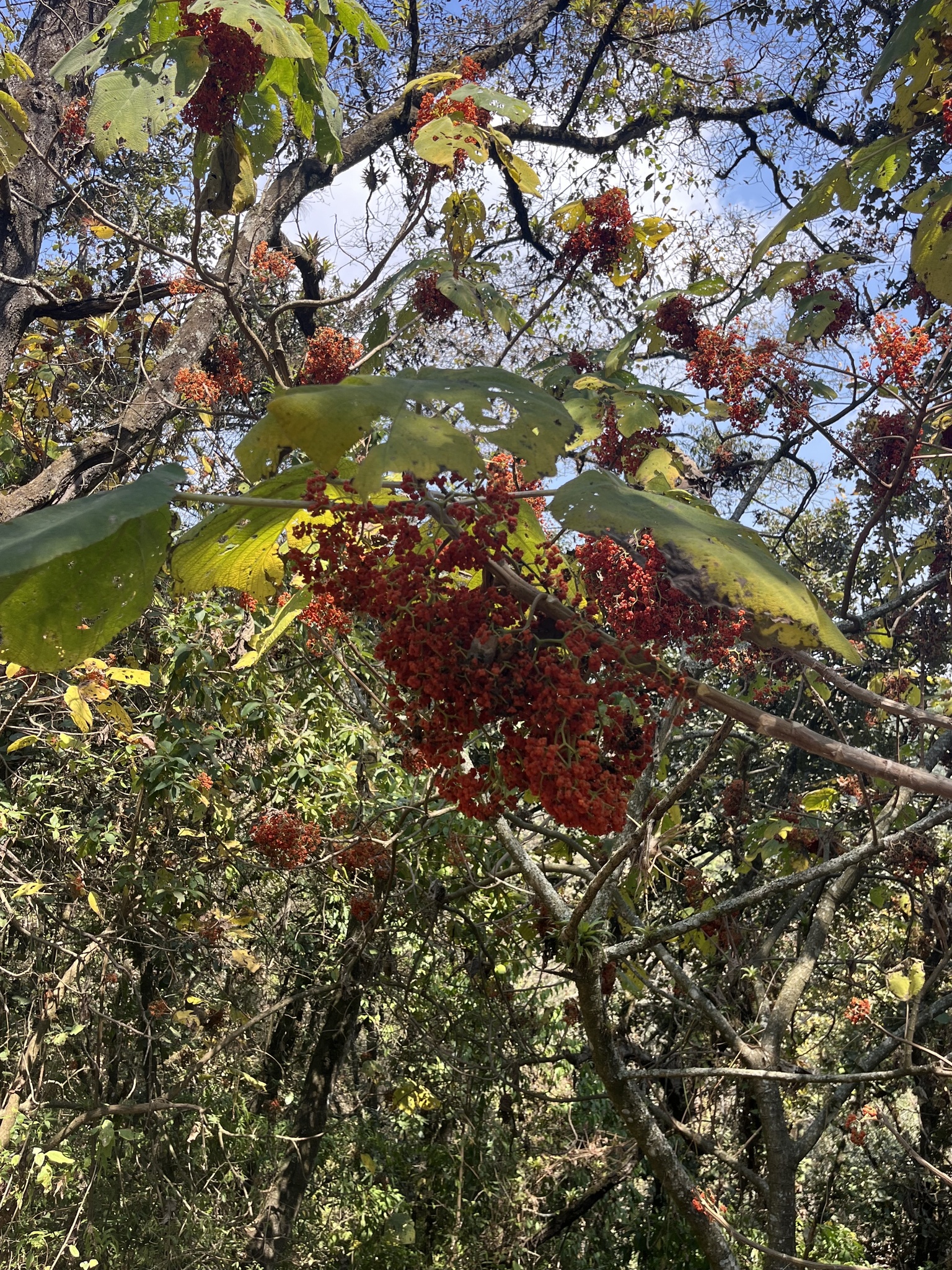 Imagem de Urtiga-branca